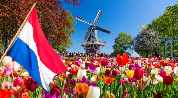 Blooming colorful tulips flowerbed in public flower garden with windmill and waving netherlands flag on the foreground. Popular tourist site. Lisse, Holland, Netherlands